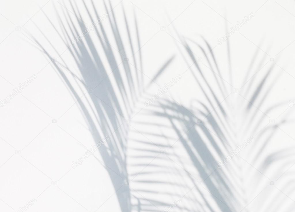 Shadow of palm leaf