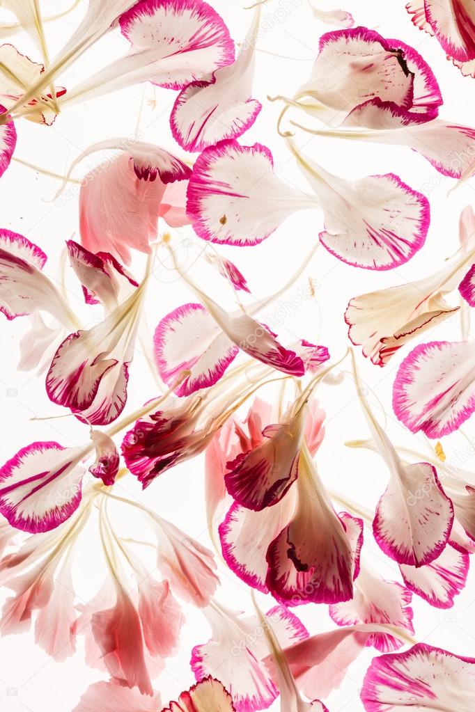 white and pink Flower petals