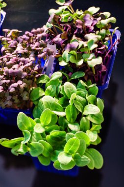 microgreens tencere çeşitleri