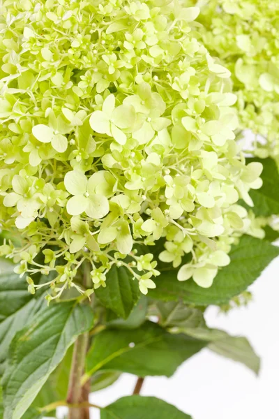 Mooie groene hortensia — Stockfoto