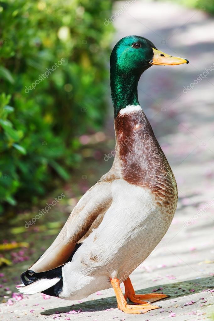 Canard Drole Images Libres De Droit Photos De Canard Drole Depositphotos