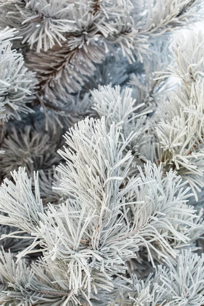 Fir tree with frost on needles — Stock Photo, Image