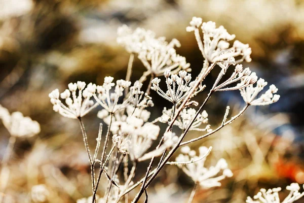 美しい冬の枝 — ストック写真
