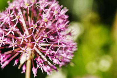 yeşil soğan çiçek