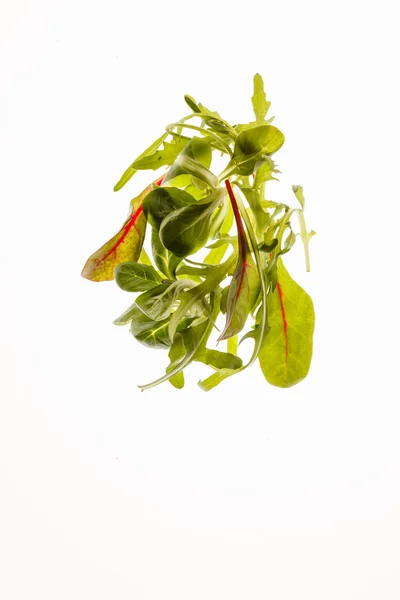 Folhas de salada verde — Fotografia de Stock