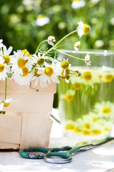 Chamomile tea and flowers — Stock Photo, Image