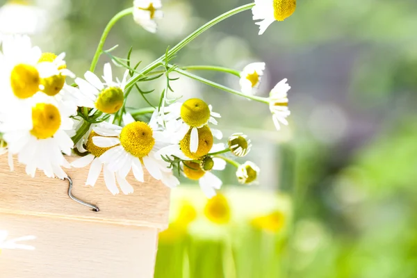 Fresh camomile flowers — Stock Photo, Image