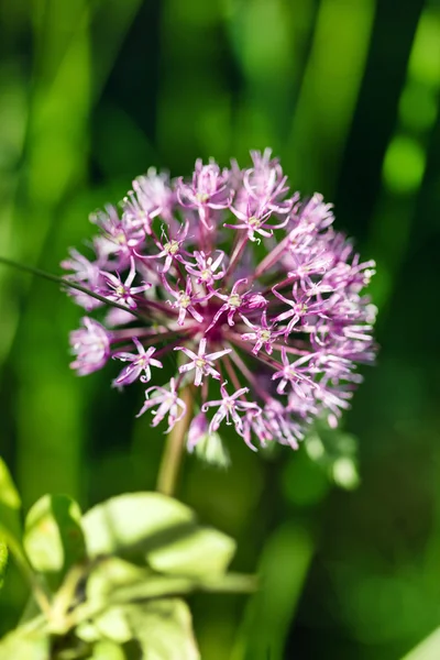 Onion flower on green — Stock Photo, Image