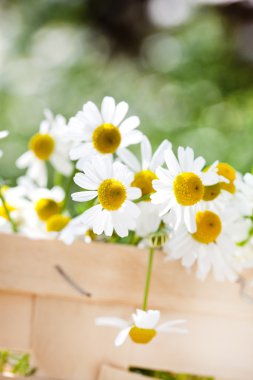 Güzel bahar çiçekleri