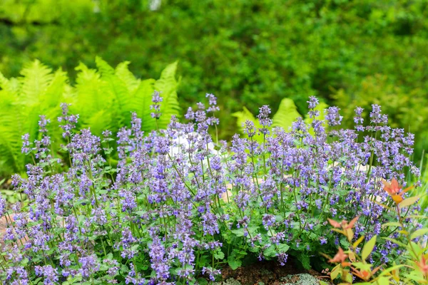 Groene zomertuin — Stockfoto