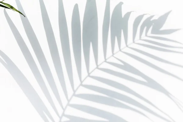 Тінь пальмового листя — стокове фото