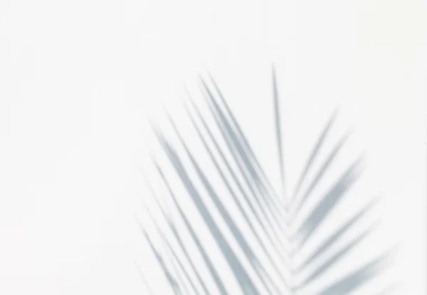 Schaduw van palm verlaat — Stockfoto