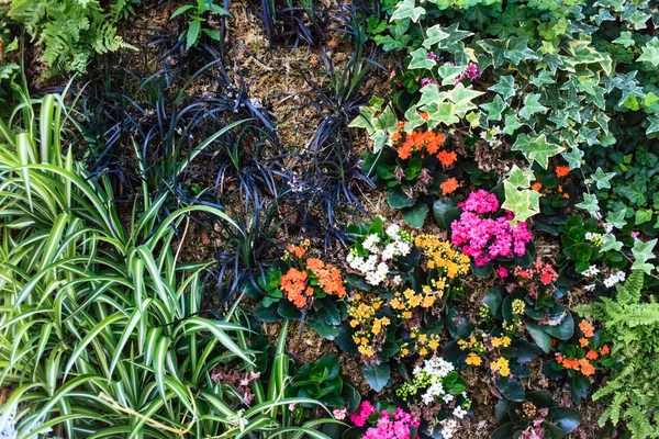Természet virágok háttér — Stock Fotó