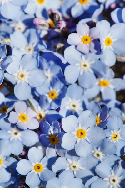 Blue flowers background — Stock Photo, Image