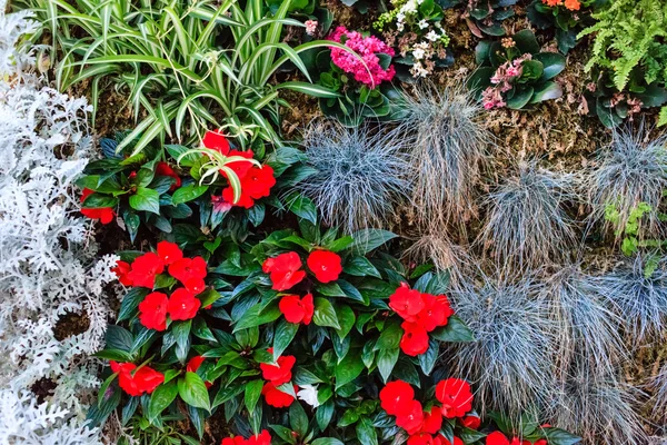 Blooming flowers background — Stock Photo, Image