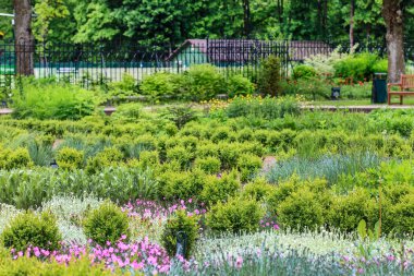 Yaz bahçesinde yeşil bitkiler