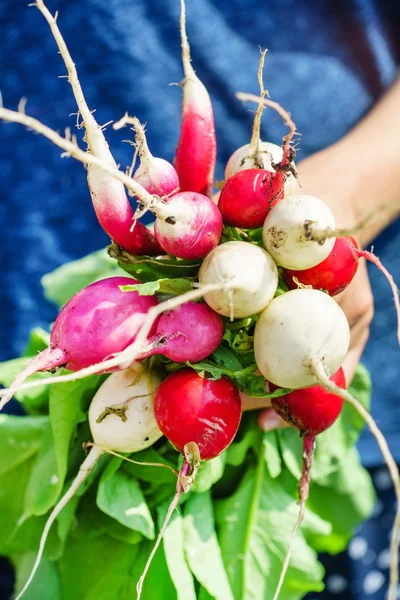 Ripe radish in hand — Stock Photo, Image