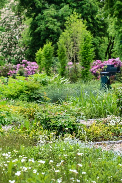 Grønne planter i sommerhagen – stockfoto