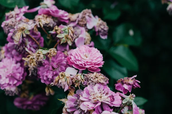 Schöne lila Rosen — Stockfoto