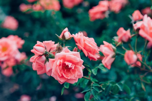 Růžové růže bush — Stock fotografie