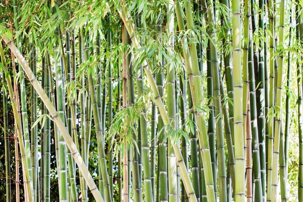 Floresta de bambu verde — Fotografia de Stock