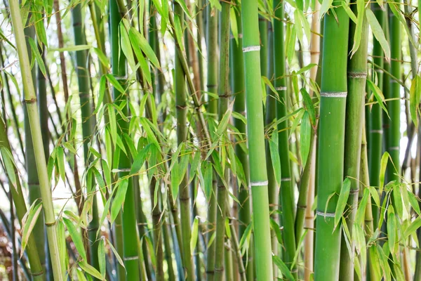 Groene bamboe stengels — Stockfoto