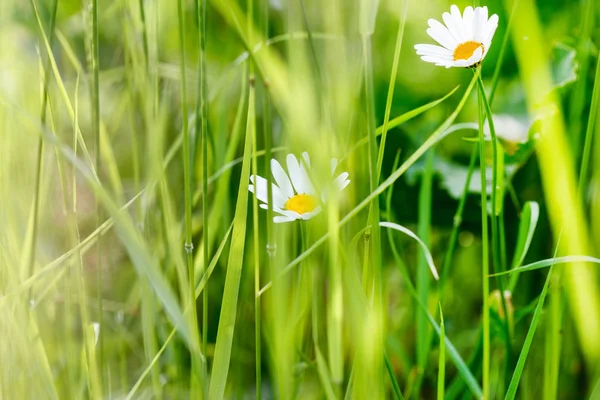 Sommerwiese mit Blumen — Stockfoto