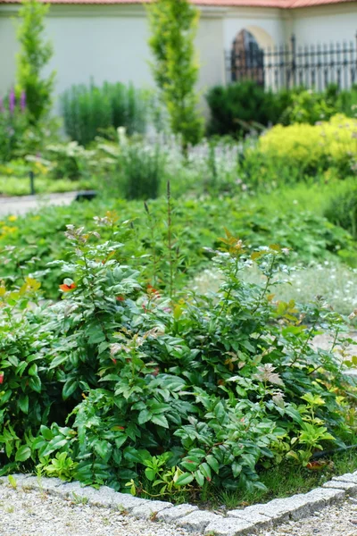 Green plants in summer garden — Stock Photo, Image