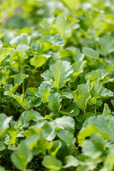 Radish leaves garden — Stock Photo, Image