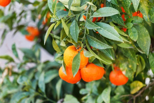 Tangeriner på trädgren — Stockfoto