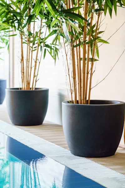 Bambú decorativo en macetas — Foto de Stock