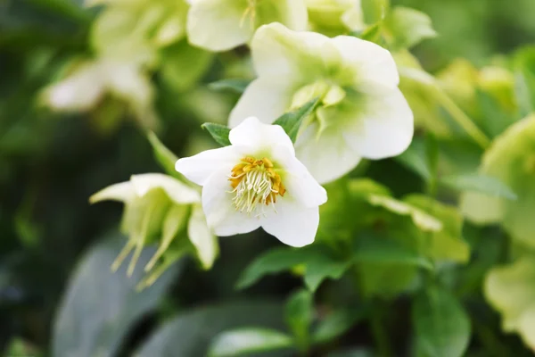 Frühlingsblumen im Gras — Stockfoto