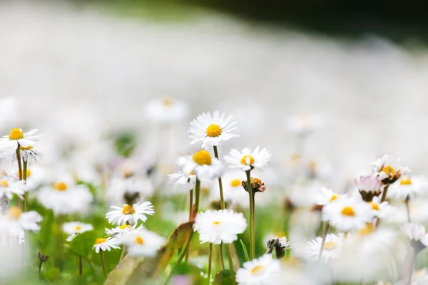 Margaridas brancas de primavera no prado — Fotografia de Stock