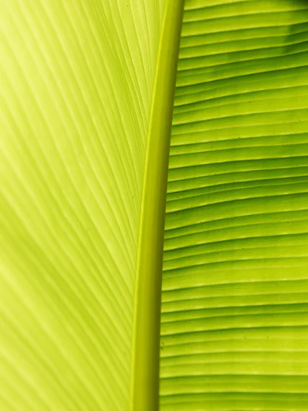 Textura de folha verde — Fotografia de Stock