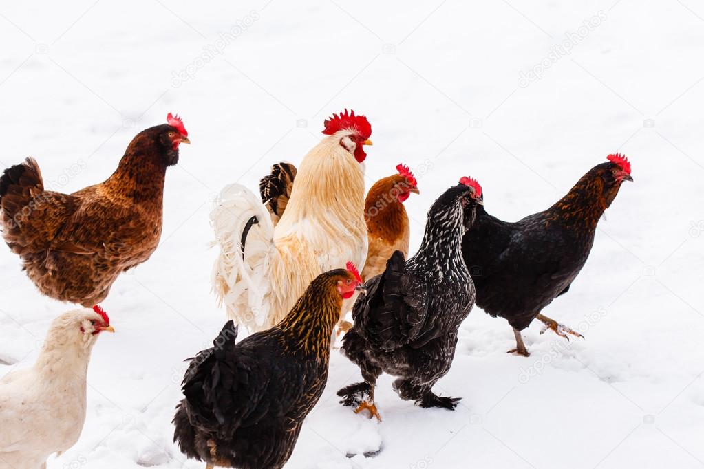 chickens on farm on white