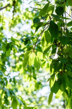 sabah güneş ağacı üzerinden