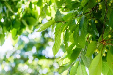 sabah güneş ağacı üzerinden