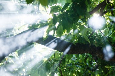 sabah güneş ağacı üzerinden