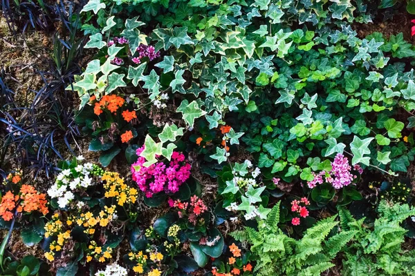 자연 꽃 배경 — 스톡 사진
