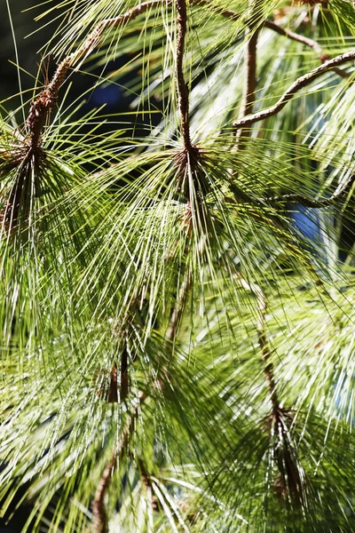 Ramo di pino verde — Foto Stock