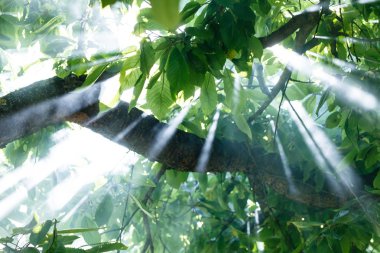 Sabah ağaçlar güneş ışığı ile