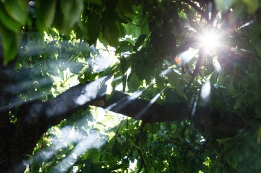 Sabah ağaçlar güneş ışığı ile