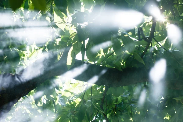 Matin soleil à travers l'arbre — Photo