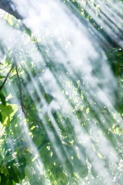 Morgon träd med solljus — Stockfoto