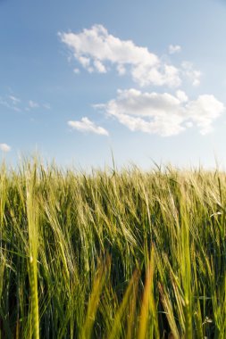 alan üzerinde yeşil buğday