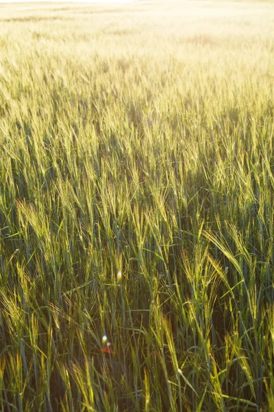 Trigo verde en el campo —  Fotos de Stock