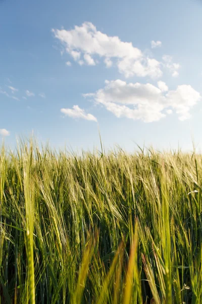 Grüner Weizen auf Feld — Stockfoto