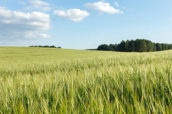 Grön vete på fältet — Stockfoto