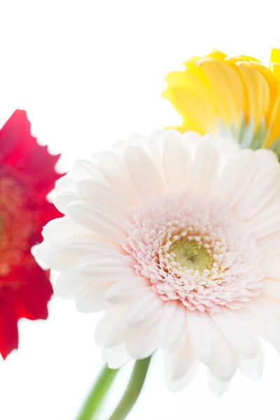 Bonitas flores aisladas en blanco —  Fotos de Stock