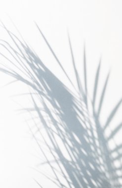 Gölge hurma yaprakları